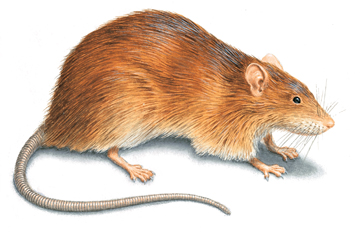 Rat Control Method